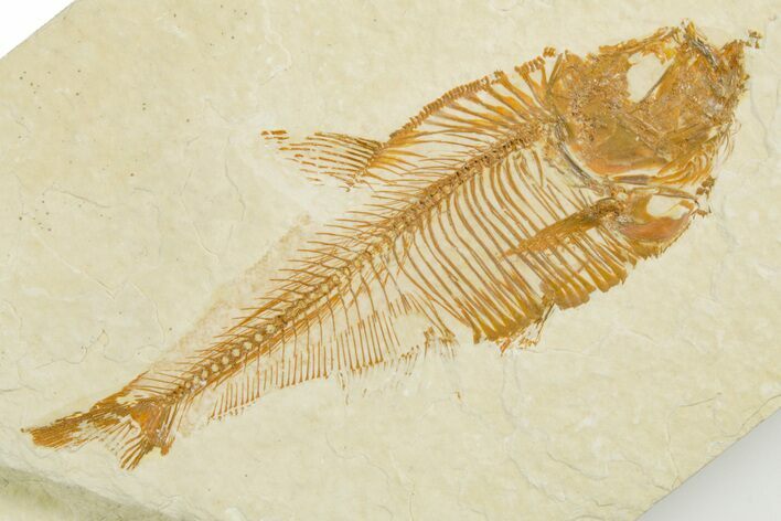 Detailed Fossil Fish (Diplomystus) - Wyoming #355656